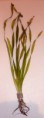 Vallisneria spiralis 'Tiger' - 3.90€
